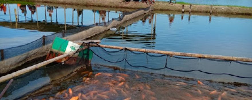 Pemancingan Selemak Marelan