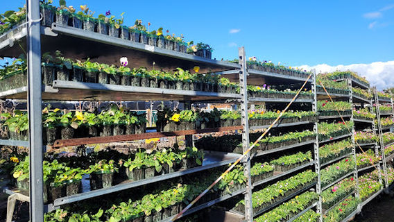 Paloma Forrest Nurseries