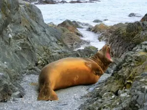 Elephant Island