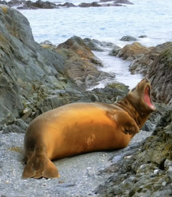 Elephant Island