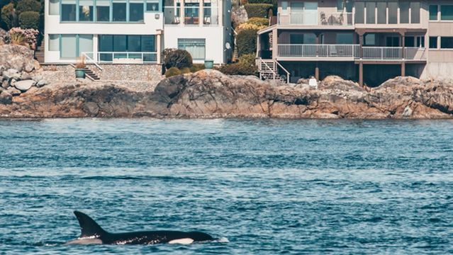 Prince of Whales Whale & Marine Wildlife Adventures Victoria