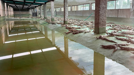 Croc Farm Conservatoire Botanique de Madagascar