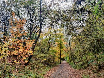 Wynyard Woodland Park Country Park