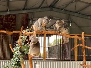 Kangaroo Island Wildlife Park