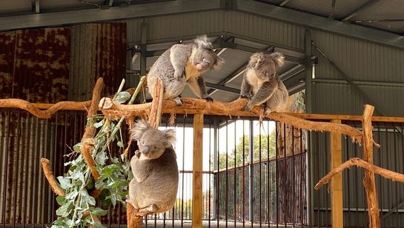 Kangaroo Island Wildlife Park