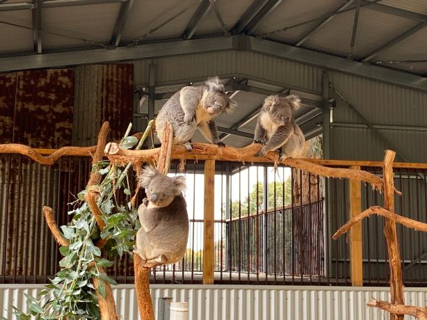Kangaroo Island Wildlife Park