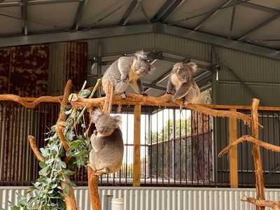 Kangaroo Island Wildlife Park