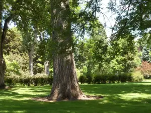 Pioneer Park