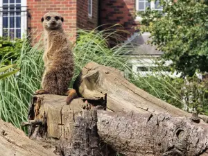 Filey Zoo