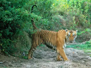 Bandipura Tiger Reserve
