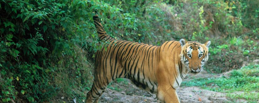 Bandipura Tiger Reserve