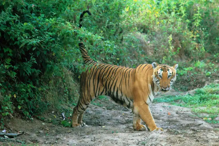 Bandipur