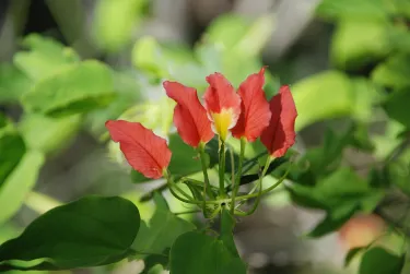 Toliara II