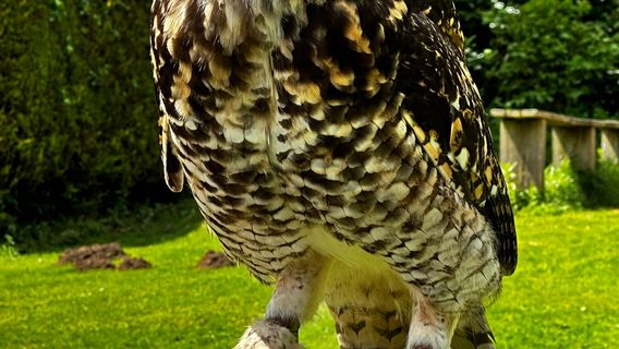 Cotswold Falconry Centre