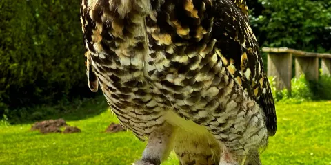 Cotswold Falconry Centre