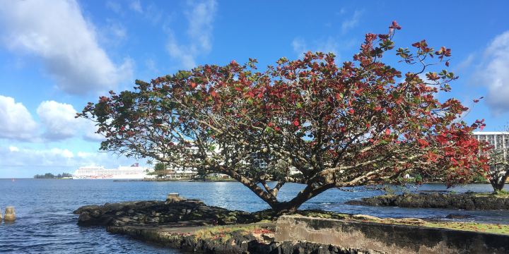 Coconut Island