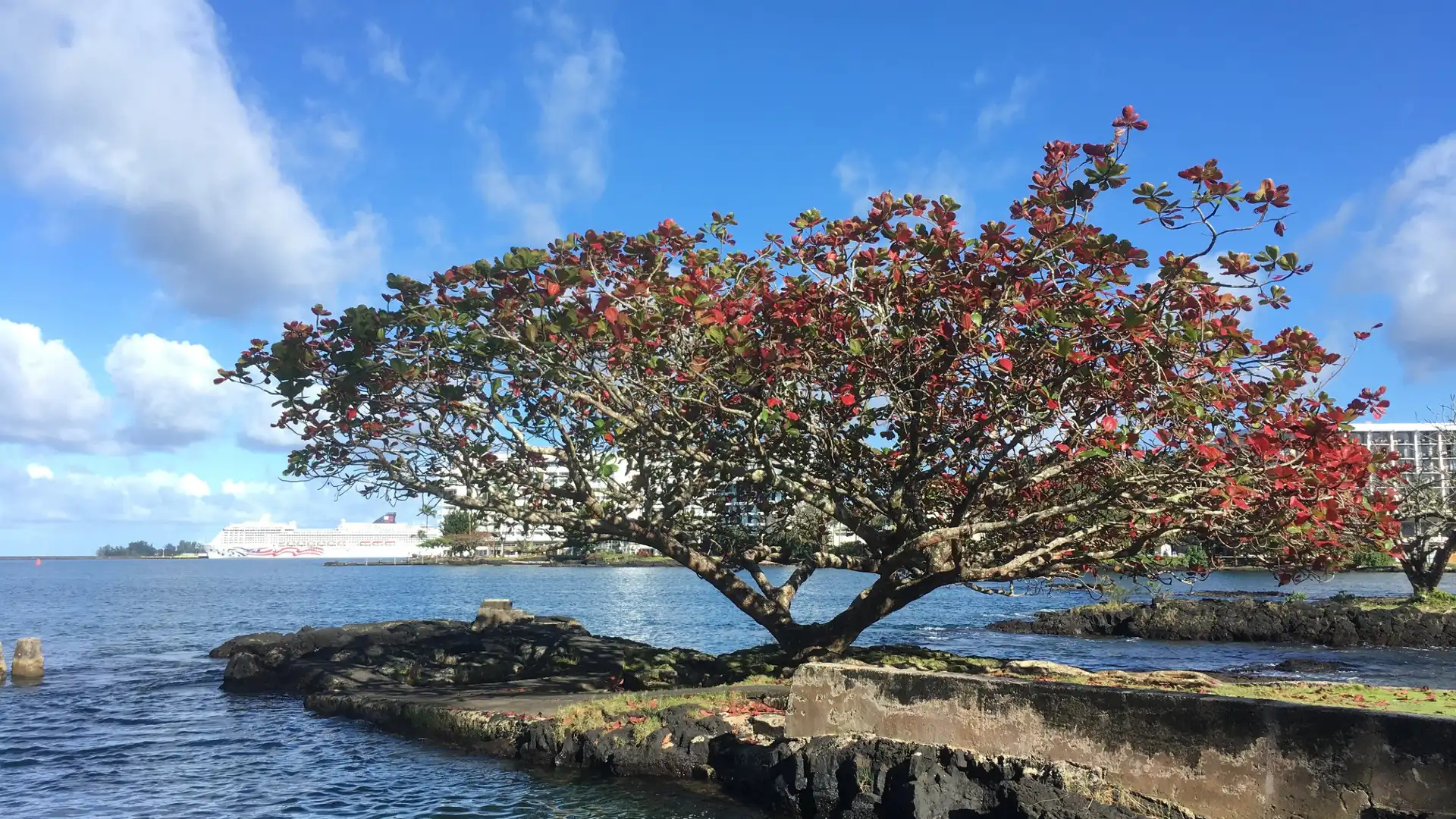 Hotels near Coconut Island