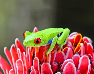 Sarapiquí