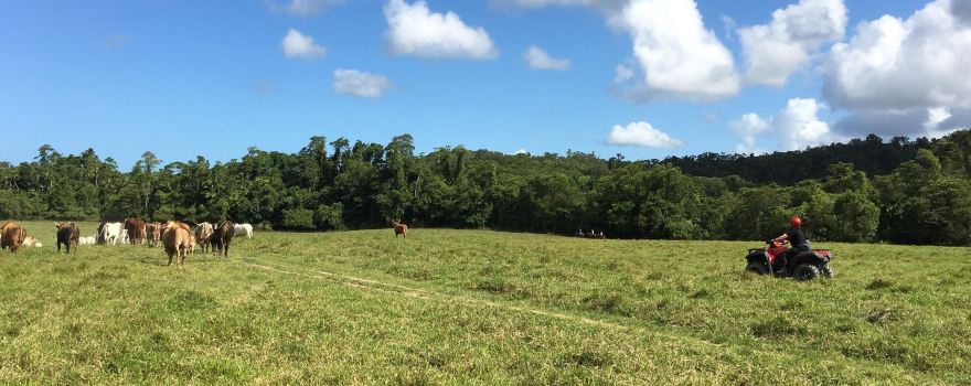 Daintree Station
