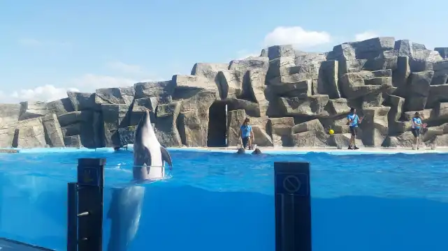 ドルフィナリウム周辺のホテル