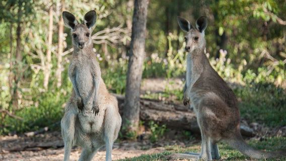 Horizons Kangaroo Sanctuary - Camp Ground