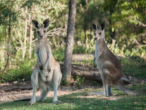 Horizons Kangaroo Sanctuary - Camp Ground