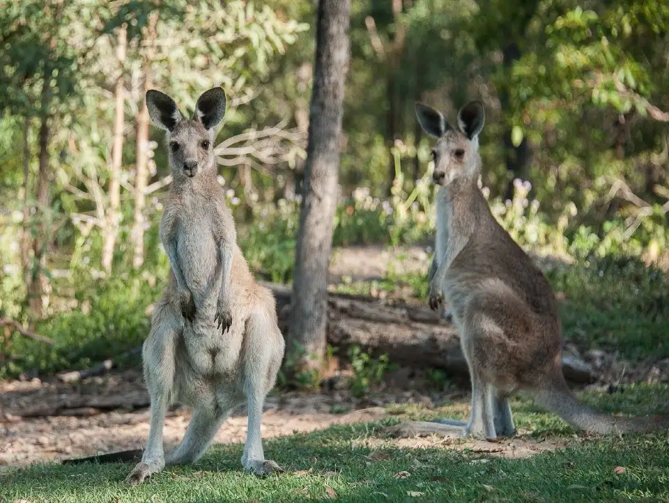 2_Horizons Kangaroo Sanctuary - Camp Ground