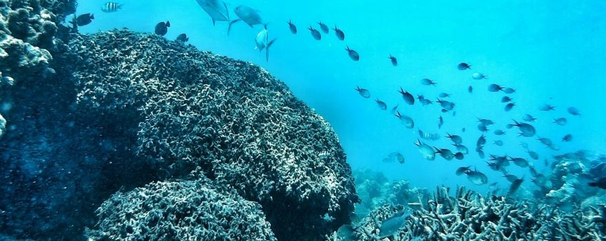 Nakupenda Diving Center
