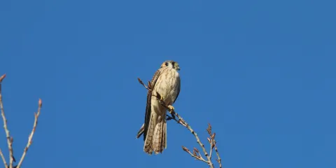 Ballona Freshwater Marsh