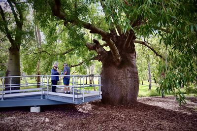 Roma's Largest Bottle Tree