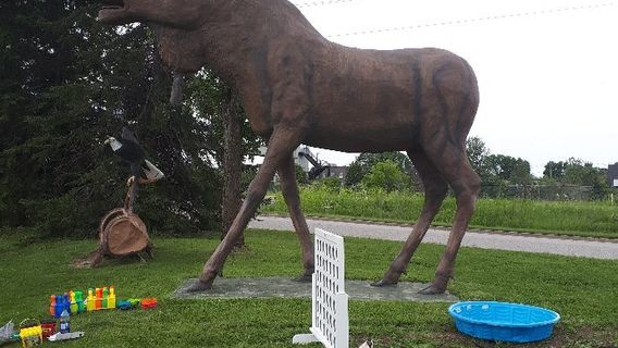 Max the Moose