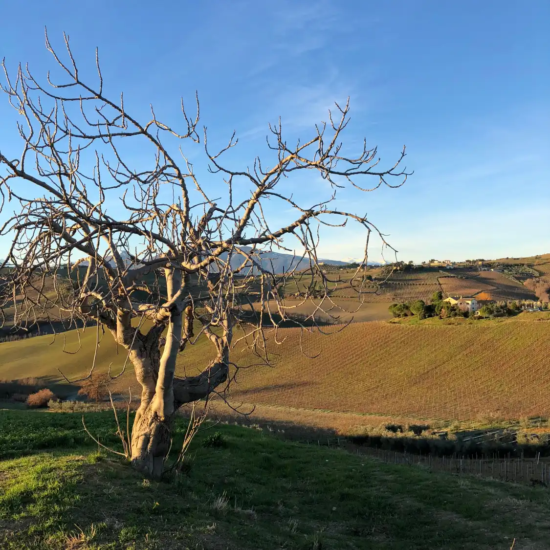 Hotels near Paolini & Stanford Winery - PS Winery
