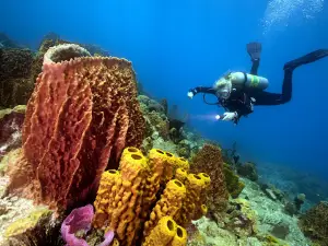 PH Whale Watch Dive & Snorkel in Dominica