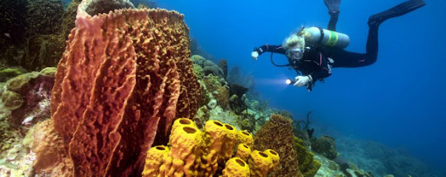 PH Whale Watch Dive & Snorkel in Dominica
