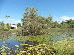 Mapleton Lilyponds