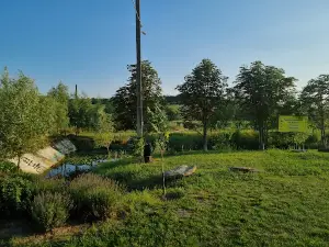Nuferi pe Lac