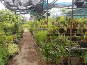Pulido's Garden