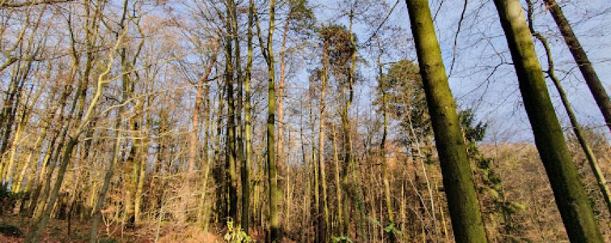 Kletterwald und Teamtraining Haibach-Wildpark