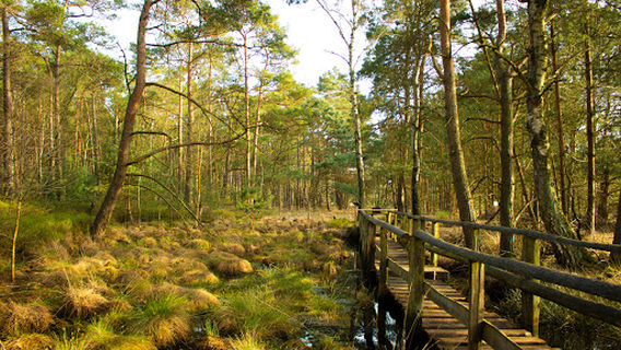 Large and White Moor