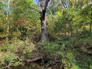 Bicentennial Conservation Area