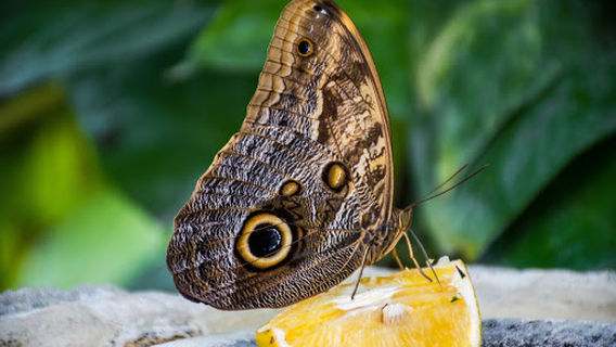 Mariposario de Xcaret