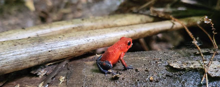 Jungle Life Costa Rica - Rainforest Tours