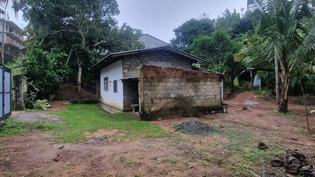 Jungle Roots Yoga & Wellness