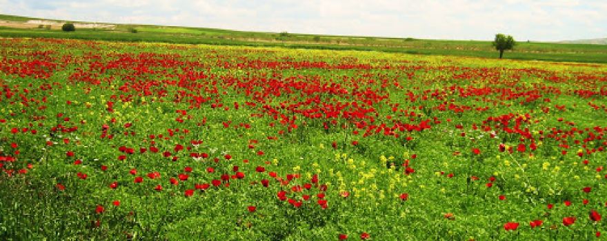 Karaköprü mesire alanı