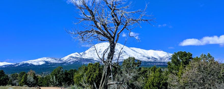 Manti-La Sal National Forest