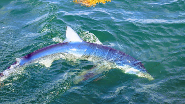 LiveLiner Charters-Maine Deep Sea Fishing Charters