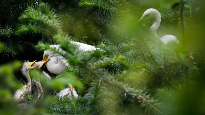 Paradise of Egrets