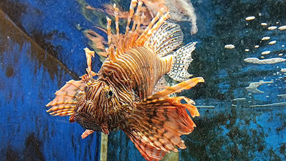 Kyoto University Shirahama Aquarium