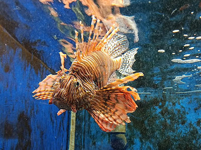 Kyoto University Shirahama Aquarium