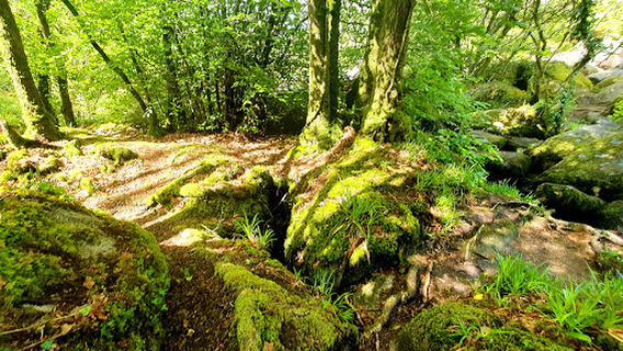 Landes de Locarn